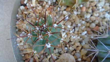 Melocactus violaceus