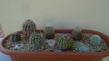 Grup de 7 Echinocereus; E. knippelianus              
E. fendleri v. rectispinus               
E. dasyacanthus  
E. fitchii 
E. perbellus 
E. viridiflorus
E. reichenbachii v. albispinus
