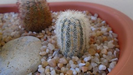 Echinocereus reichenbachii v. albispinus