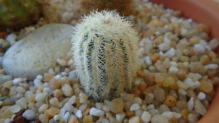 Echinocereus reichenbachii v. albispinus