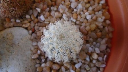 Echinocereus reichenbachii v. albispinus