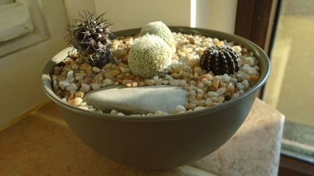 Grup de 4 cactusi; Epithelantha greggii (2 ex.)
Copiapoa griseoviolacea
Lobivia densispina = Echinopsis densispina
