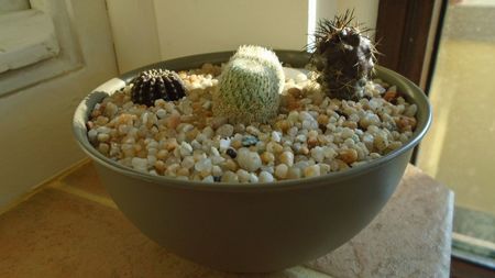 Grup de 4 cactusi; Epithelantha greggii (2 ex.)
Copiapoa griseoviolacea
Lobivia densispina = Echinopsis densispina
