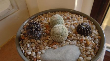 Grup de 4 cactusi; Epithelantha greggii (2 ex.)
Copiapoa griseoviolacea
Lobivia densispina = Echinopsis densispina
