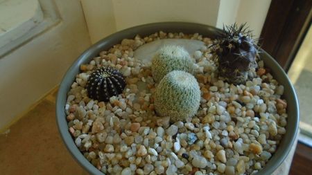 Grup de 4 cactusi; Epithelantha greggii (2 ex.)
Copiapoa griseoviolacea
Lobivia densispina = Echinopsis densispina
