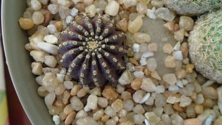 Lobivia densispina (Echinopsis densispina)