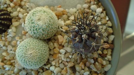 Copiapoa griseoviolacea