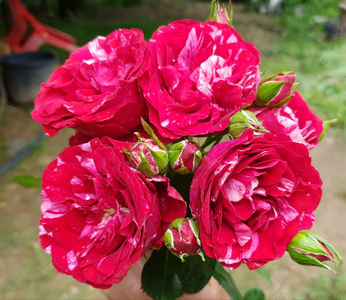 Deep Impression (Tufa); Average rating: EXCELLENT-.  
Bred by Christian Evers (Germany, before 2009).
Introduced in Germany by Rosen-Tantau/Tantau Roses in 2009 as &#039;Deep Impression&#039;.
Floribunda.  
Red, pink streaks
