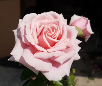 Frederic Mistral (Tufa); Average rating: EXCELLENT.  
Light pink Hybrid Tea.
Registration name: MEItebros
Exhibition name: Frederic Mistral ®
Bred by Alain Meilland (1940-....) (France, before 1994).
Introduced in United Stat
