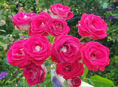 Moin Moin (Tufa); Bred by Tim Hermann Kordes (Germany)
Floribunda 
Salmon-pink.   
Blooms in flushes throughout the season.  Rounded buds.  
Compact.  Glossy foliage.  7 leaflets.  
Height  (50 to 65 cm).
