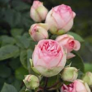 Charming Piano (Tufa); Average rating: GOOD-.  
Discovered by Christian Evers (Germany, before 2012).
Introduced in Germany by Rosen-Tantau/Tantau Roses in 2012 as &#039;Charming Piano&#039;.
Hybrid Tea.  
Light pink, white
