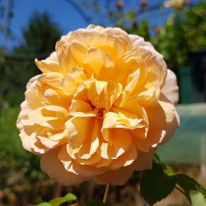 Dame Judi Dench (Tufa); Bred by David C. H. Austin (1926-2018) (United Kingdom, before 2017).
Introduced in United Kingdom by David Austin Roses Limited (UK) in 2017 as &#039;Dame Judi Dench&#039;.
Shrub.  English Rose Colle
