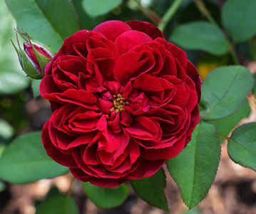 Darcey Bussell (Tufa); Average rating: EXCELLENT.  
Red blend Shrub.
Registration name: AUSdecorum
Exhibition name: Darcey Bussell
Bred by David C. H. Austin (1926-2018) (United Kingdom, before 2005).
Introduced in United K
