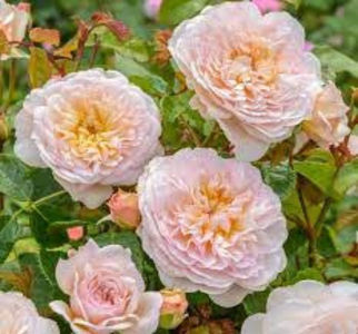 Emily Bronte (Tufa); Average rating: EXCELLENT-.  
Bred by David C. H. Austin (1926-2018) (United Kingdom, 2018).
Introduced in United Kingdom by David Austin Roses Limited (UK) in 2018 as &#039;Emily Brontë&#039;.
Introd
