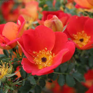 Foetida Bicolor (Urcator); Introduced in Australia by C. H. Halstead in 1899 as &#039;Austrian Copper&#039;.
Hybrid Foetida, Hybrid Lutea, Species / Wild.  
Orange-red, yellow reverse, yellow stamens. [Yellow blend.].  Strong, 
