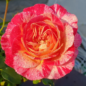 Camille Pissaro (tufa); Average rating: EXCELLENT-.  
Yellow blend Floribunda.
Registration name: DELstricol
Bred by G. Delbard (France, 1996).
Introduced in United States by Certified Roses in 2020 as &amp;#039;Camille Piss
