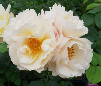 Xavier de Fraisinette (Tufa); Average rating: EXCELLENT-.  
Bred by Dominique Massad (France)
Shrub.   
Strong fragrance.  
Blooms in flushes throughout the season.  
Height (up to 80 cm).
