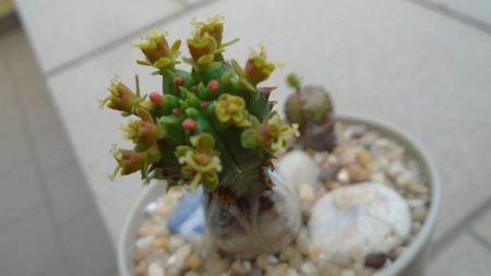 Euphorbia tubiglans