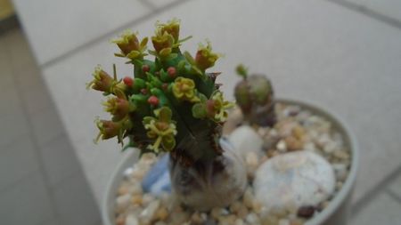 Euphorbia tubiglans