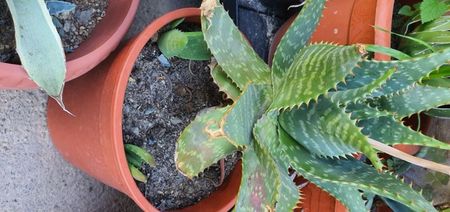 Aloe