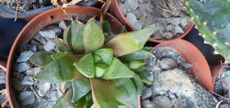 Haworthia 10 lei