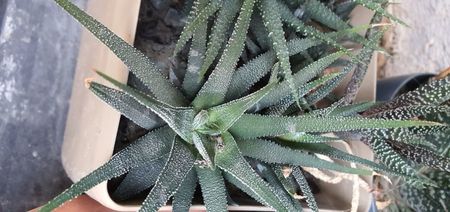 Haworthia 15 lei