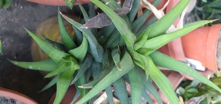 Haworthia viscoza 15 kei