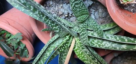 Göstəraloe Gasteraloe 5 lei puiul