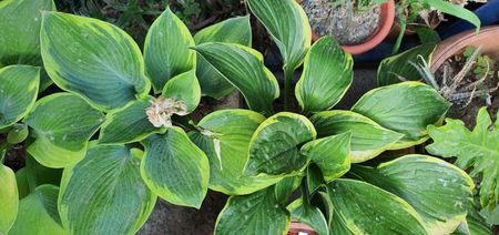 Hosta francee 25 lei bulbul