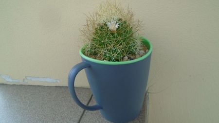 Mammillaria decipiens ssp. camptotricha