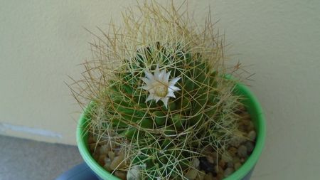 Mammillaria decipiens ssp. camptotricha