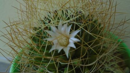 Mammillaria decipiens ssp. camptotricha