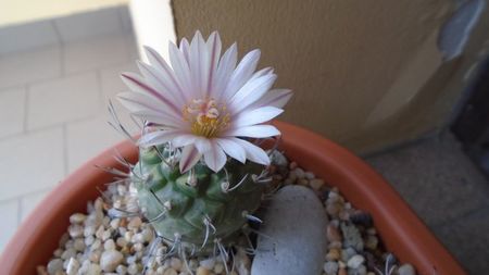 Turbinicarpus hb.