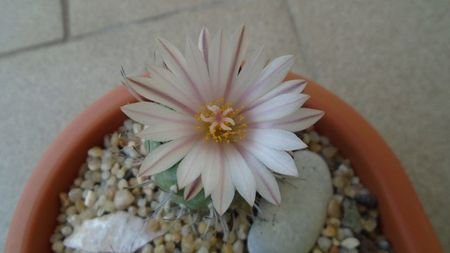 Turbinicarpus hb.