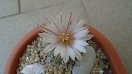 Turbinicarpus hb.