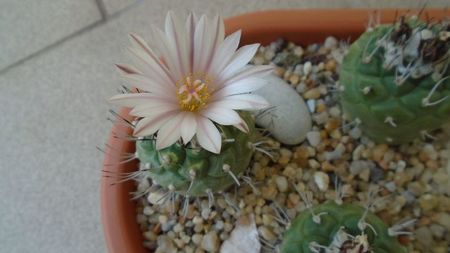 Turbinicarpus hb.