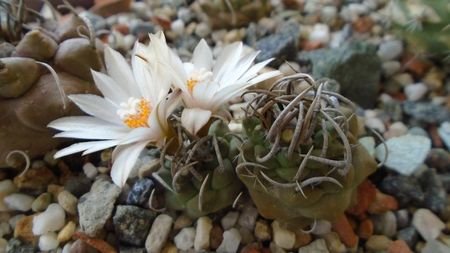 Turbinicarpus klinkerianus