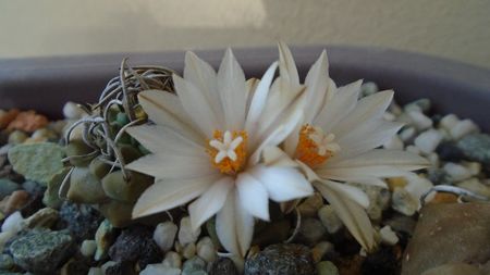 Turbinicarpus klinkerianus