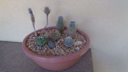 Grup de 7 Turbinicarpus; replantate in 18 iul. 2020

T. valdezianus v. albiflorus
T. subterraneus 2 ex.
T. subterraneus v. zaragosae 2 ex.
T. saueri
T. lophophoroides
