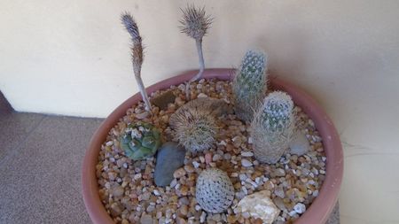 Grup de 7 Turbinicarpus; replantate in 18 iul. 2020

T. valdezianus v. albiflorus
T. subterraneus 2 ex.
T. subterraneus v. zaragosae 2 ex.
T. saueri
T. lophophoroides
