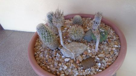 Grup de 7 Turbinicarpus; replantate in 18 iul. 2020

T. valdezianus v. albiflorus
T. subterraneus 2 ex.
T. subterraneus v. zaragosae 2 ex.
T. saueri
T. lophophoroides
