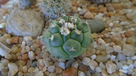 Turbinicarpus lophophoroides