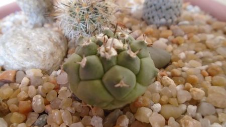 Turbinicarpus lophophoroides