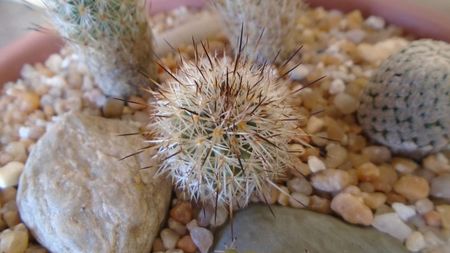 Turbinicarpus saueri (Gymnocactus sauerii ssp. nelissae)