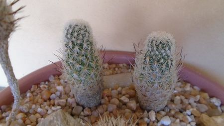 Turbinicarpus subterraneus v. zaragosae, 2 ex.