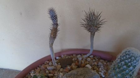 Turbinicarpus subterraneus, Escondido, NL, Mx., 2 ex.