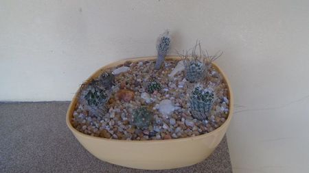 Grup de 7 Turbinicarpus; replantate in 18 iul. 2020

T. krainzianus v. minimus
T. krainzianus v. lausseri  
T. krainzianus
T. dickisoniae  
T. gracilis
T. klinkerianus
T. polaskii La Bonita
