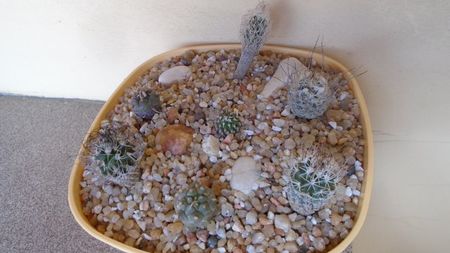 Grup de 7 Turbinicarpus; replantate in 18 iul. 2020

T. krainzianus v. minimus
T. krainzianus v. lausseri  
T. krainzianus
T. dickisoniae  
T. gracilis
T. klinkerianus
T. polaskii La Bonita
