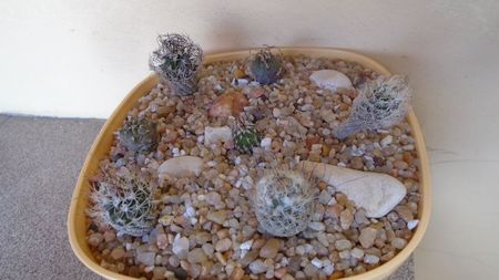 Grup de 7 Turbinicarpus; replantate in 18 iul. 2020

T. krainzianus v. minimus
T. krainzianus v. lausseri  
T. krainzianus
T. dickisoniae  
T. gracilis
T. klinkerianus
T. polaskii La Bonita
