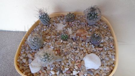 Grup de 7 Turbinicarpus; replantate in 18 iul. 2020

T. krainzianus v. minimus
T. krainzianus v. lausseri  
T. krainzianus
T. dickisoniae  
T. gracilis
T. klinkerianus
T. polaskii La Bonita
